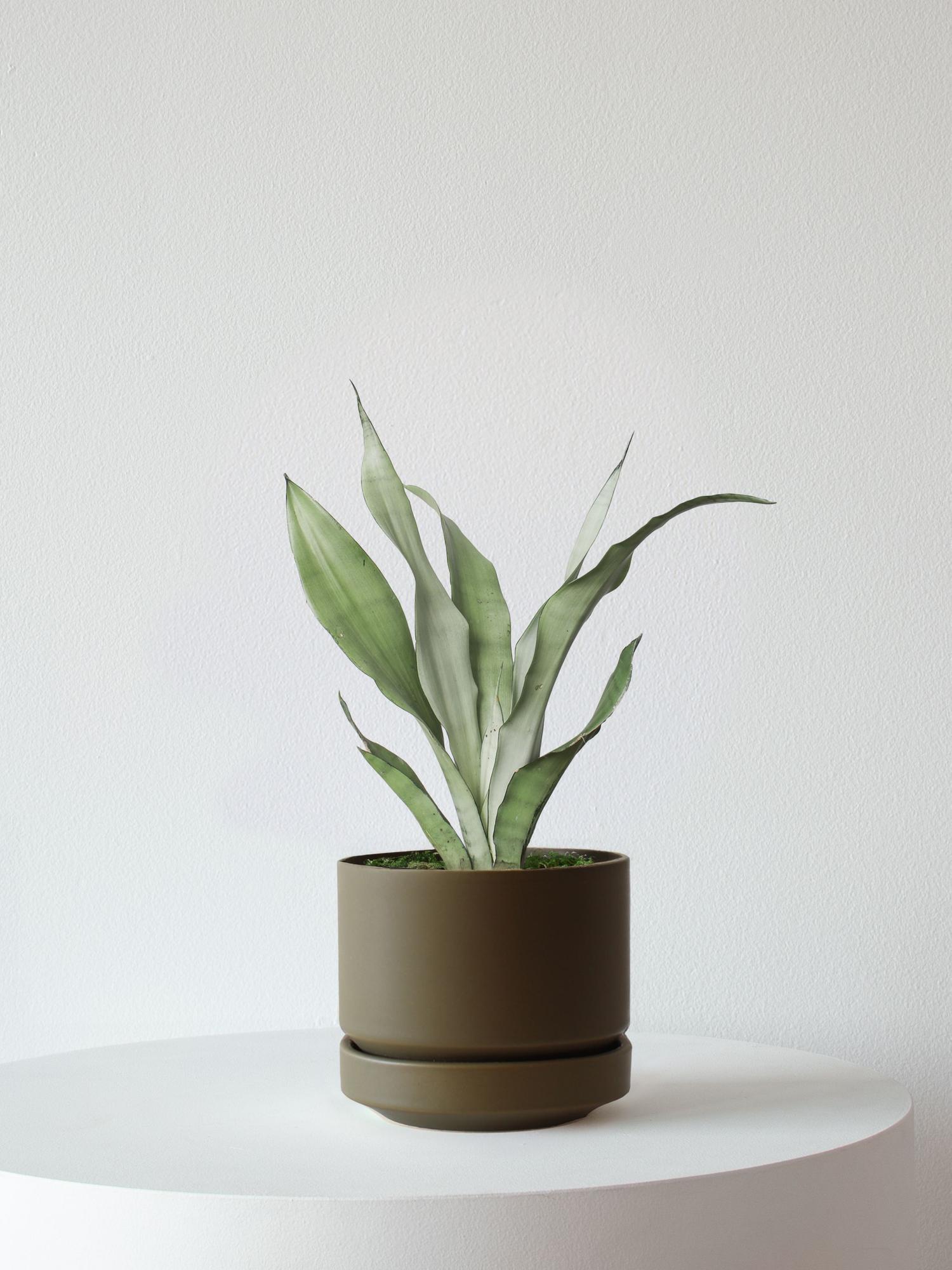 Moonshine Snake Plant