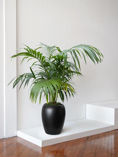 Kentia Palm