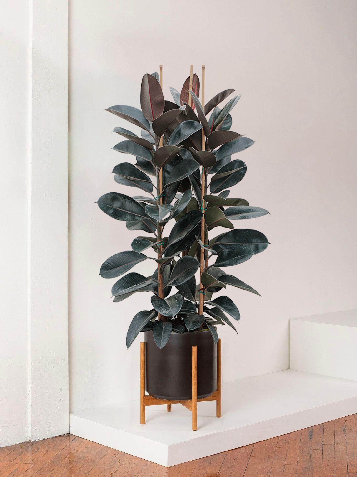 Ficus Elastica Abidjan