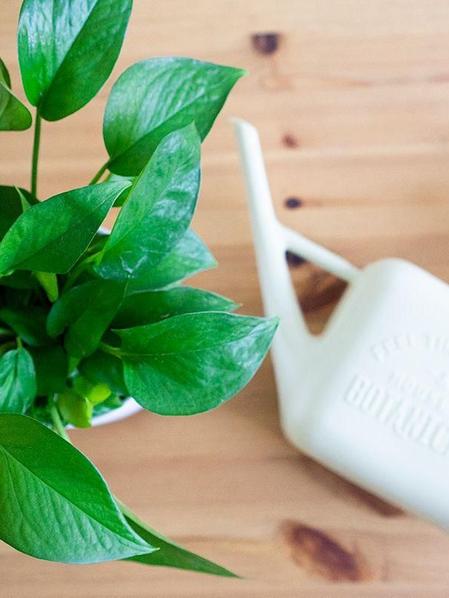 Arrosoir et Vaporisateur House of Botanicals