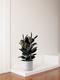 Rubber Tree