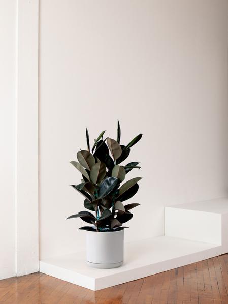 Rubber Tree