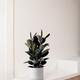 Rubber Tree