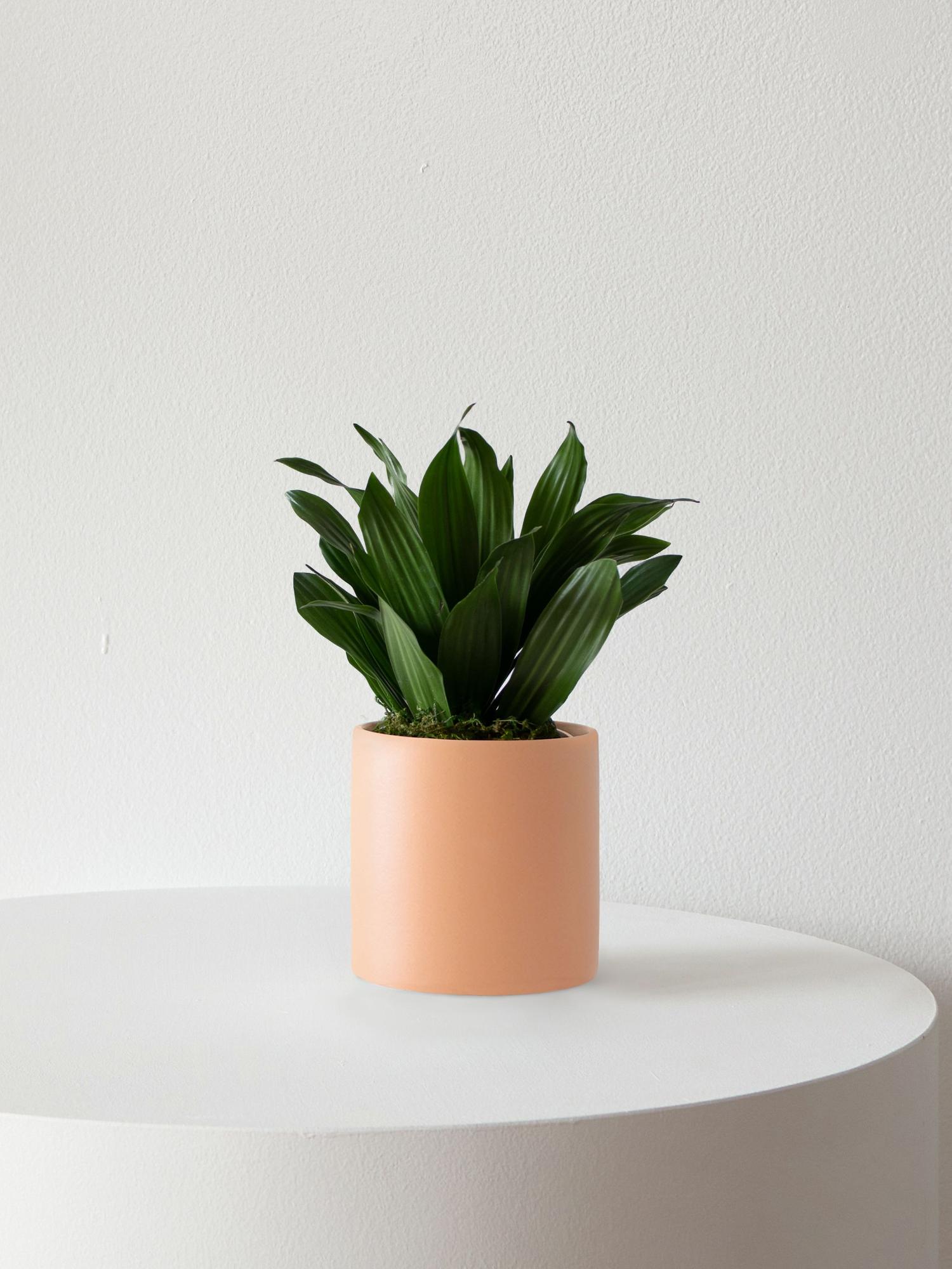 Dracaena Compacta