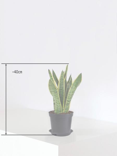 Sansevieria Laurentii