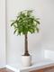 Braided Money Tree