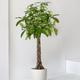 Braided Money Tree