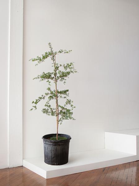 Black Olive Tree