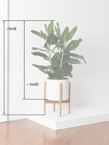 Ficus Audrey
