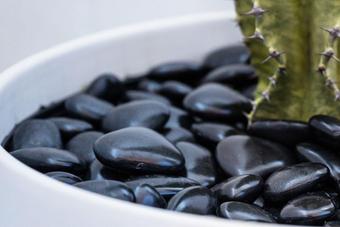 indoor plants picture