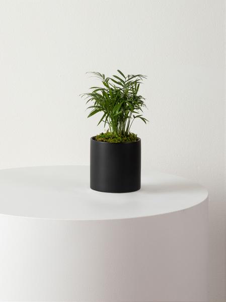 Parlor Palm