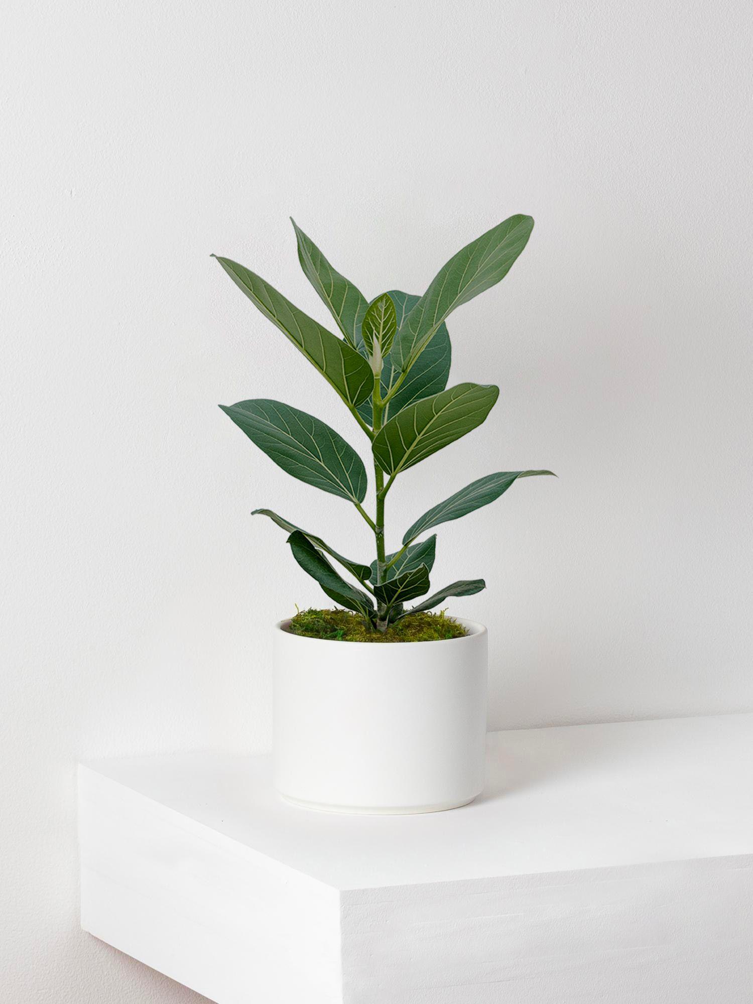 Ficus Audrey