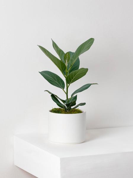 Ficus Audrey