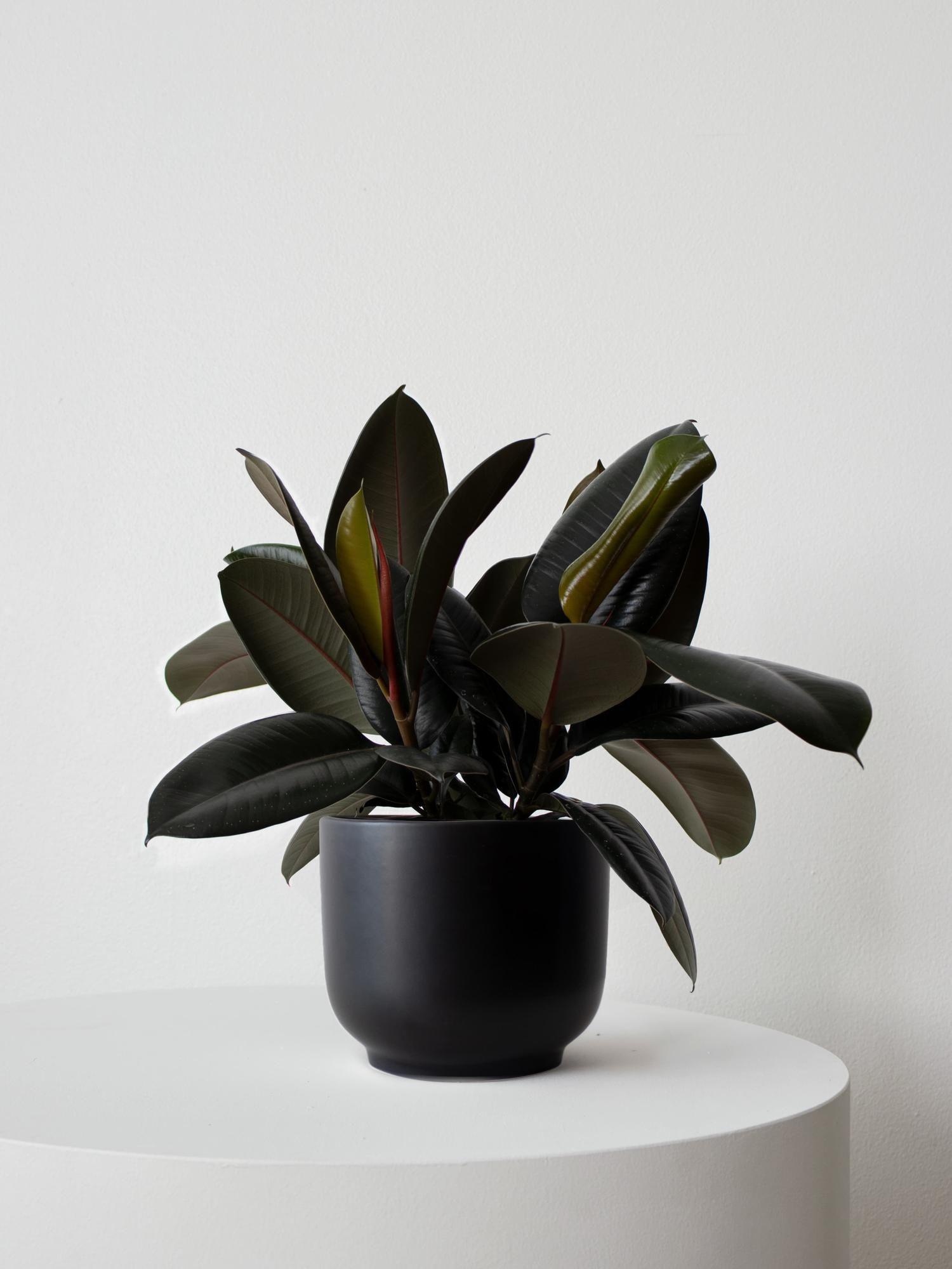 Rubber Plant