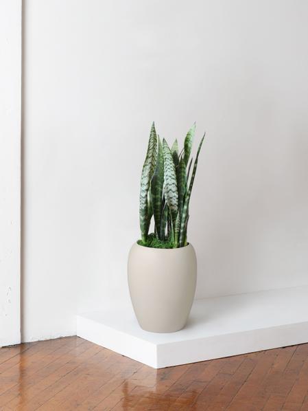 Black Coral Snake Plant