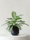 Silver Evergreen
