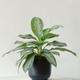 Silver Evergreen