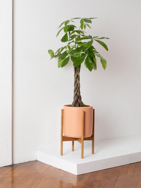 Braided Money Tree