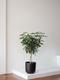 Braided Schefflera Tree - Nouvelle