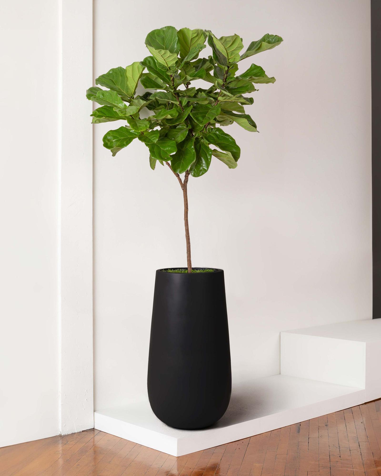 Fiddle Leaf Fig Tree