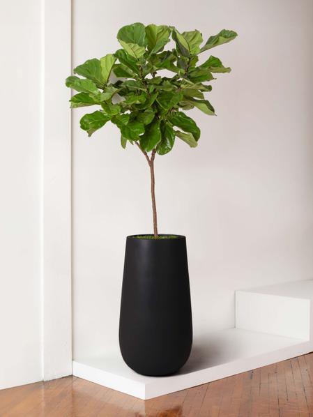 Fiddle Leaf Fig Tree
