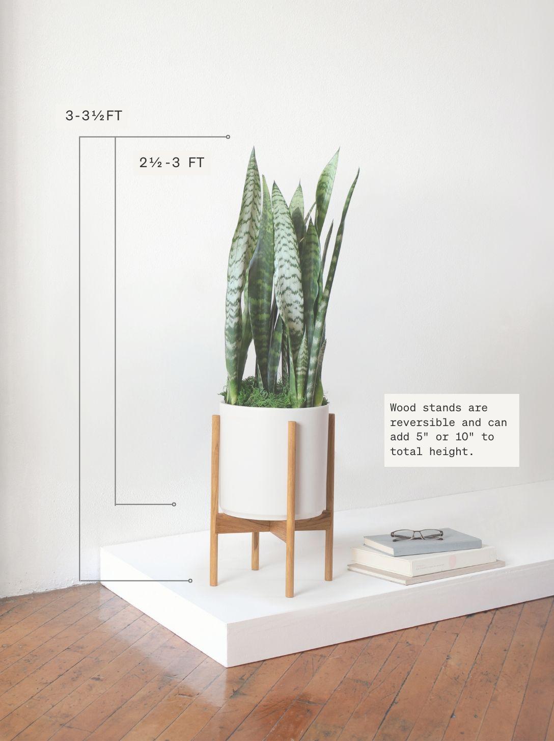 Black Coral Snake Plant