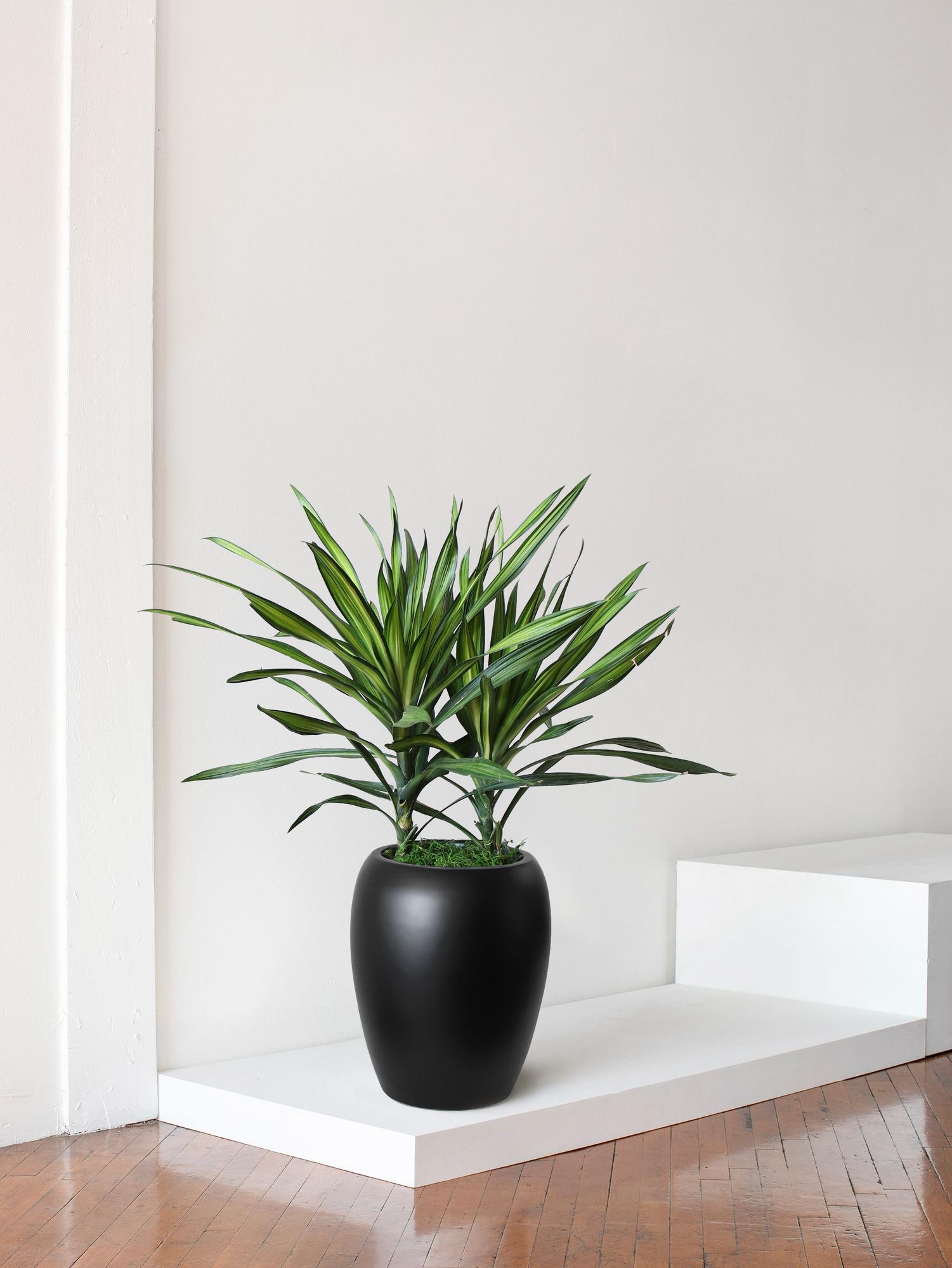 Dracaena Riki - Black Calix Pot 