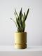 Snake Plant Laurentii