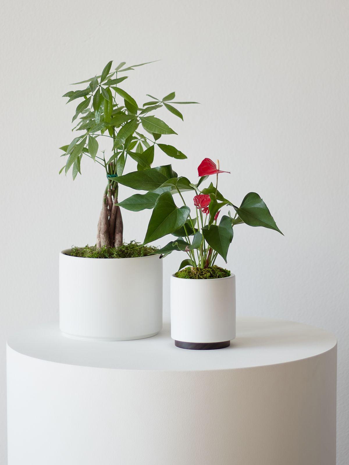 Anthurium - King of Hearts Small (8-12 inches tall) + Mid-Century ...