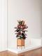 Ruby Rubber Tree