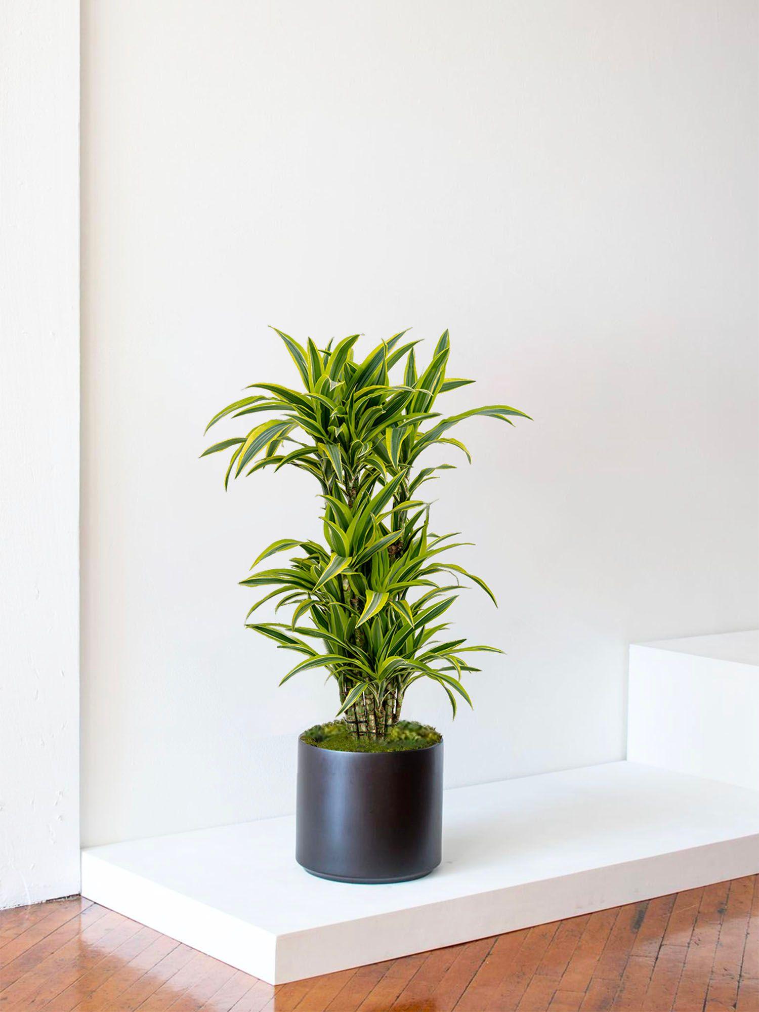 Dracaena Fragrans Lemon Lime