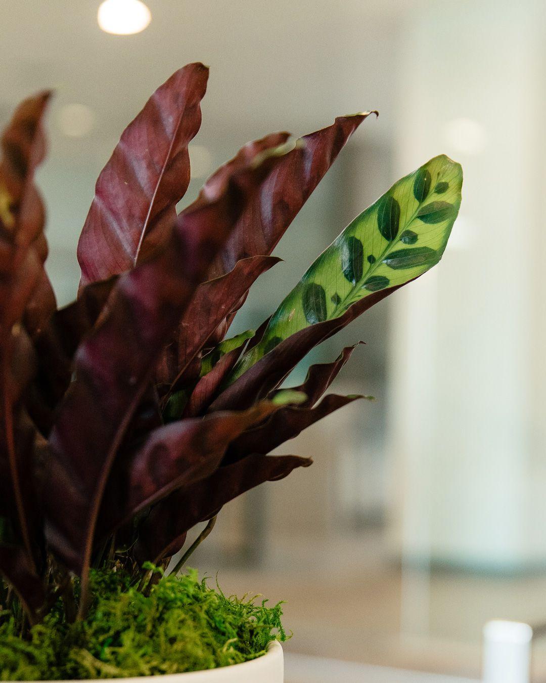 Rattlesnake & Bird’s Nest Duo