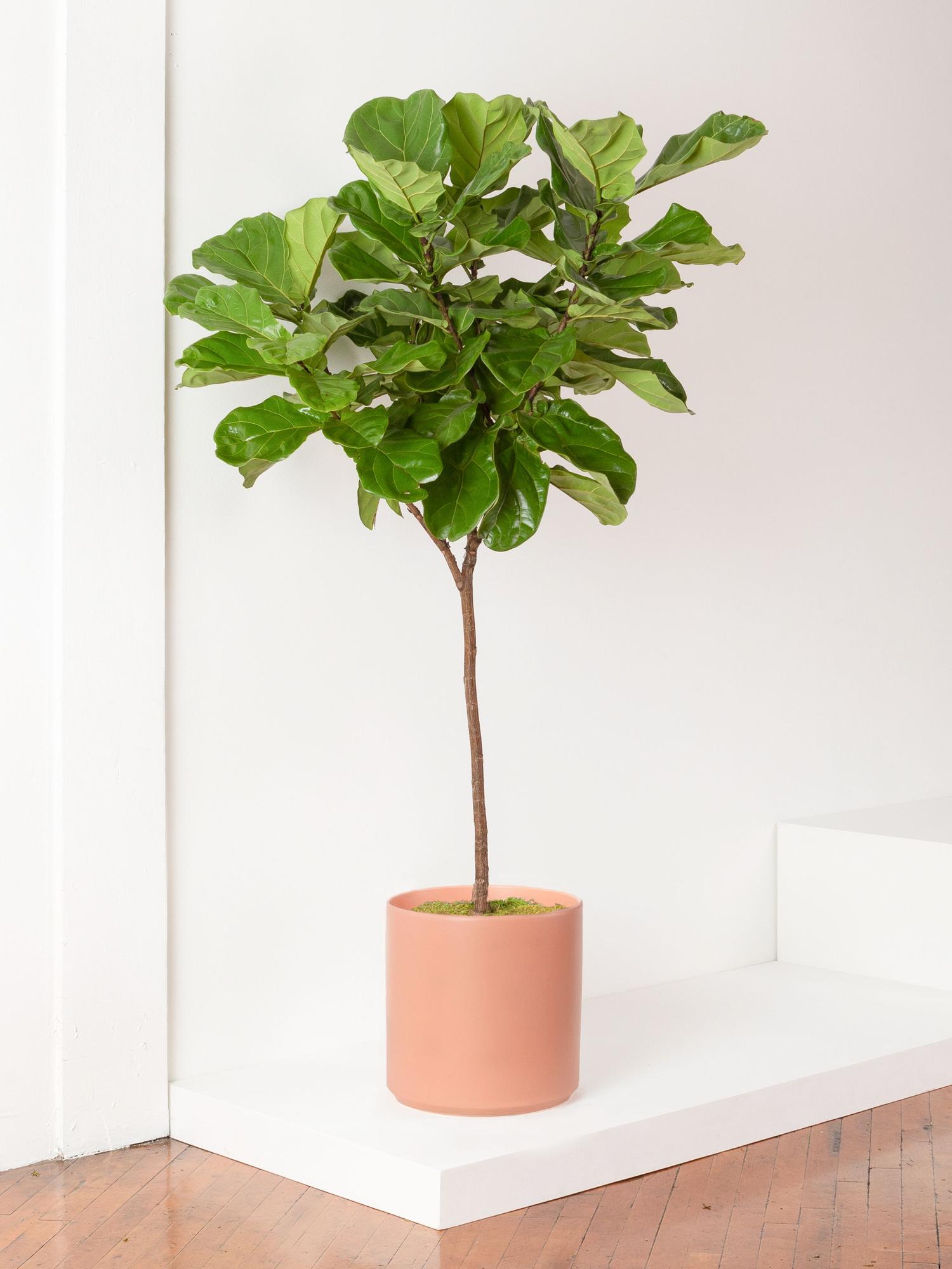 Fiddle Leaf Fig Tree