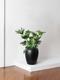 Hope Philodendron