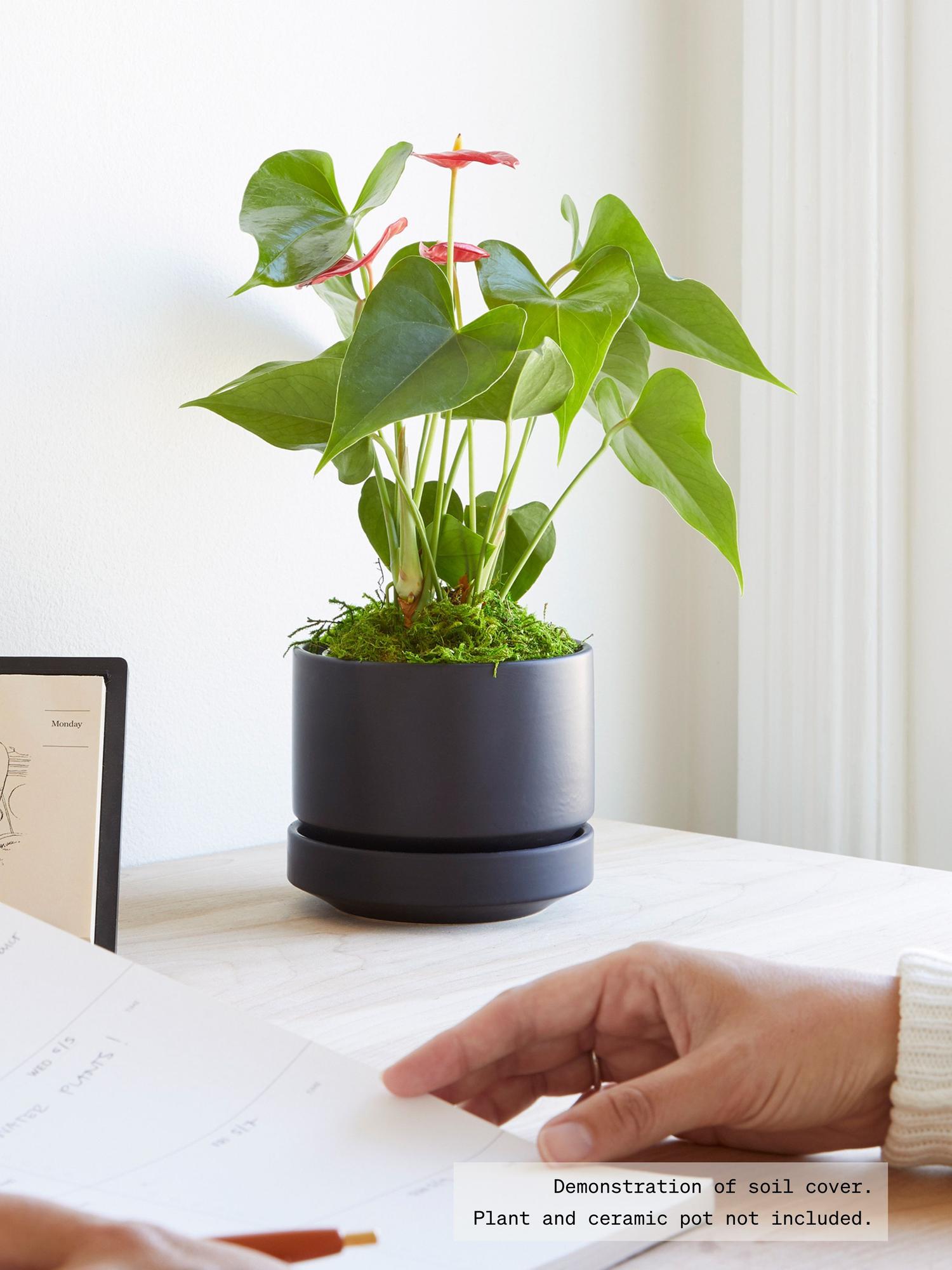 Preserved Forest Moss