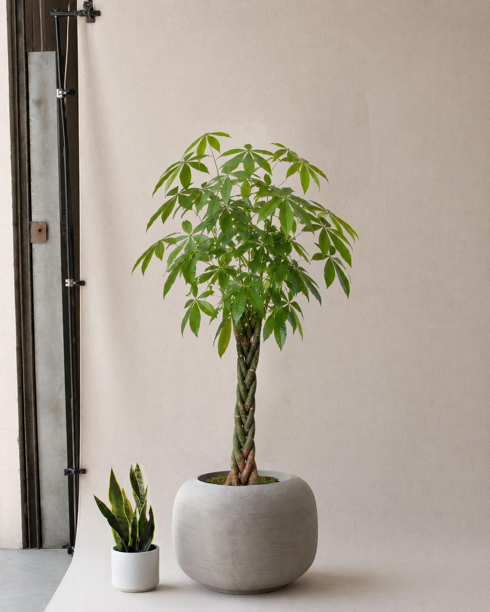 Braided Money Tree