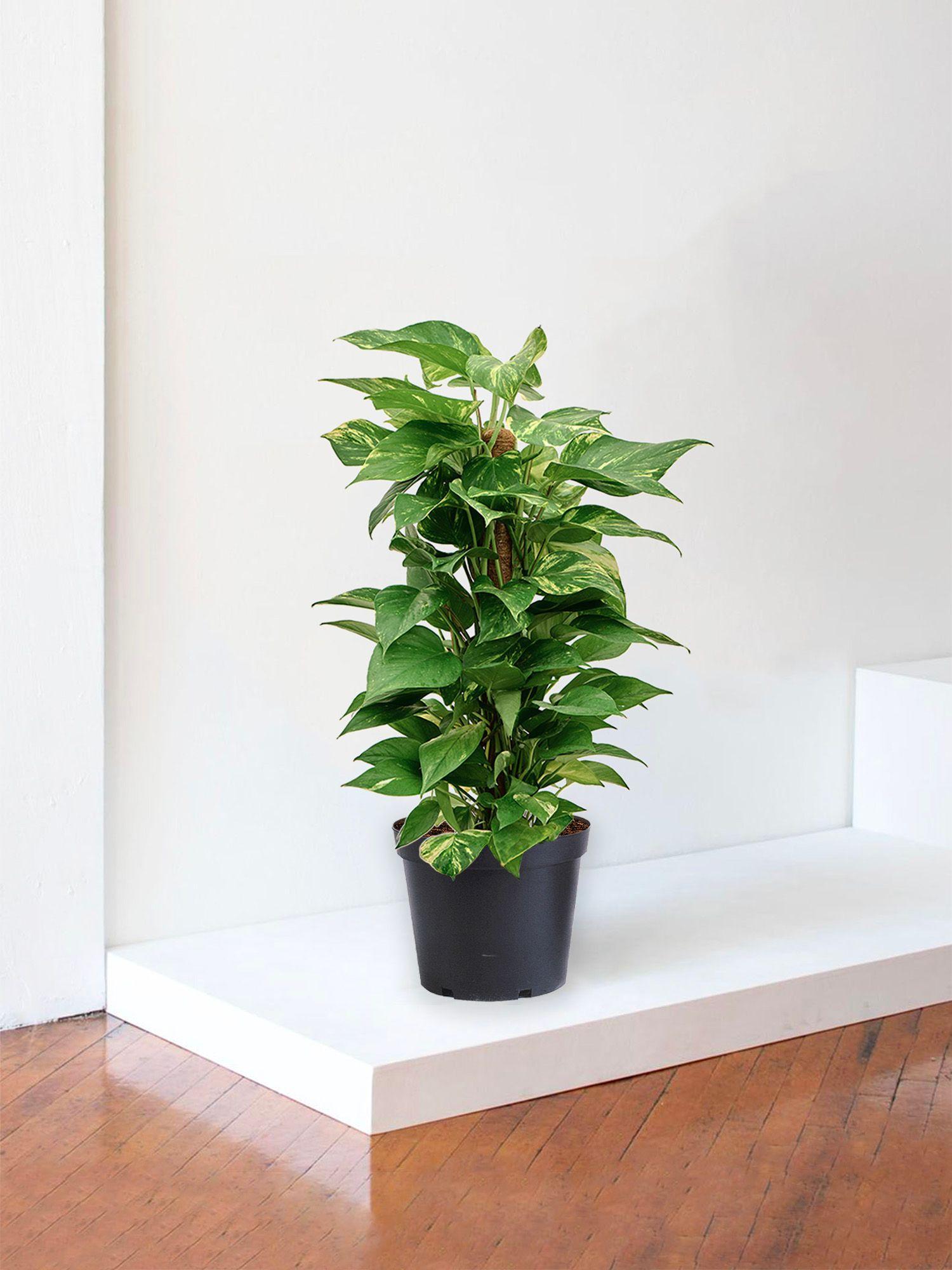 Pothos Colonne