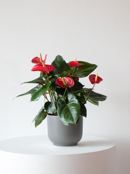 King of Hearts Anthurium
