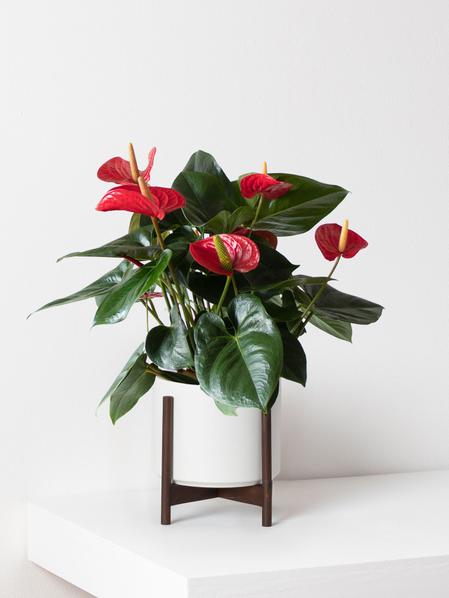 King of Hearts Anthurium