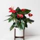 King of Hearts Anthurium