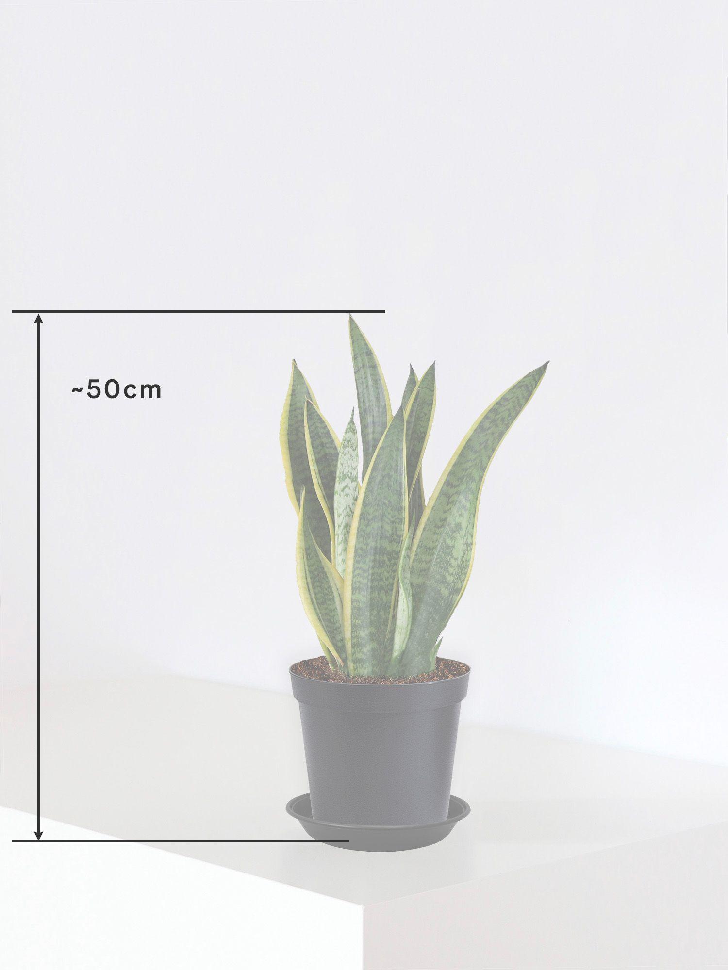 Sansevieria Laurentii