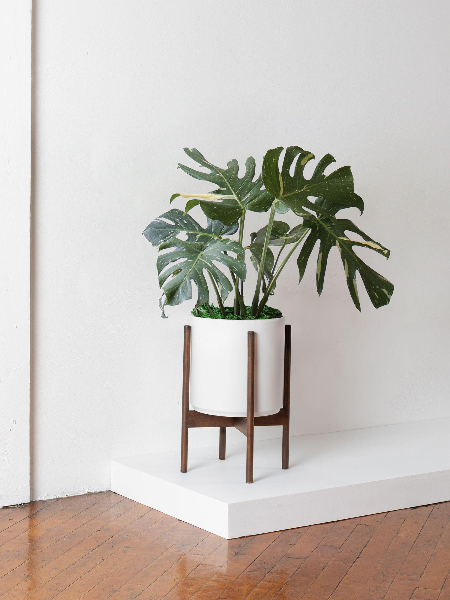 Monstera Thai Constellation