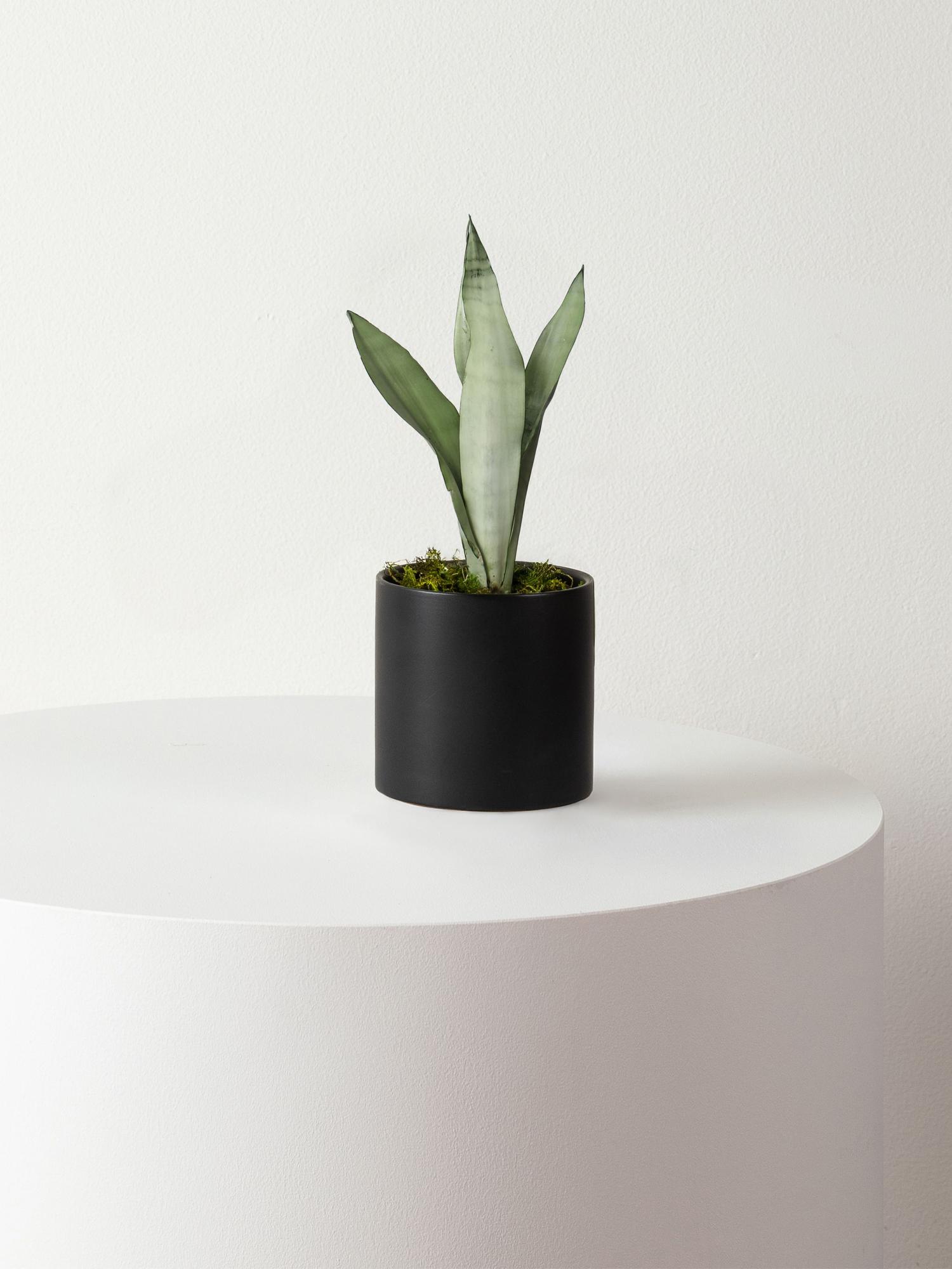 Moonshine Snake Plant