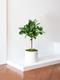 Arbre Ficus Audrey