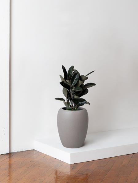 Rubber Tree