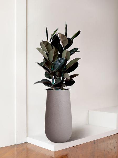 Rubber Tree