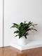 Cast Iron Plant