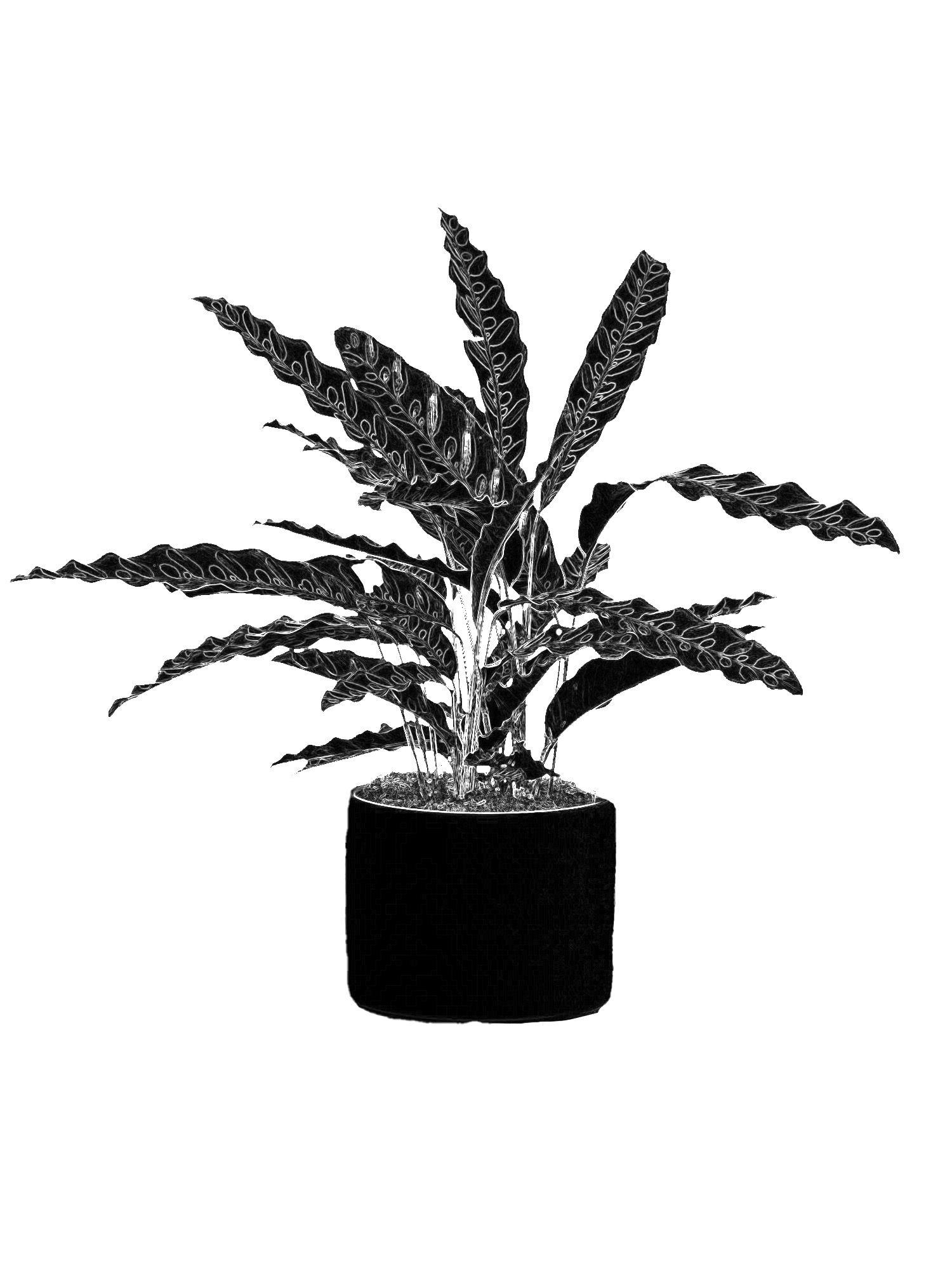 Calathea Peacock of Rio Medium (60cm) | Lon & George