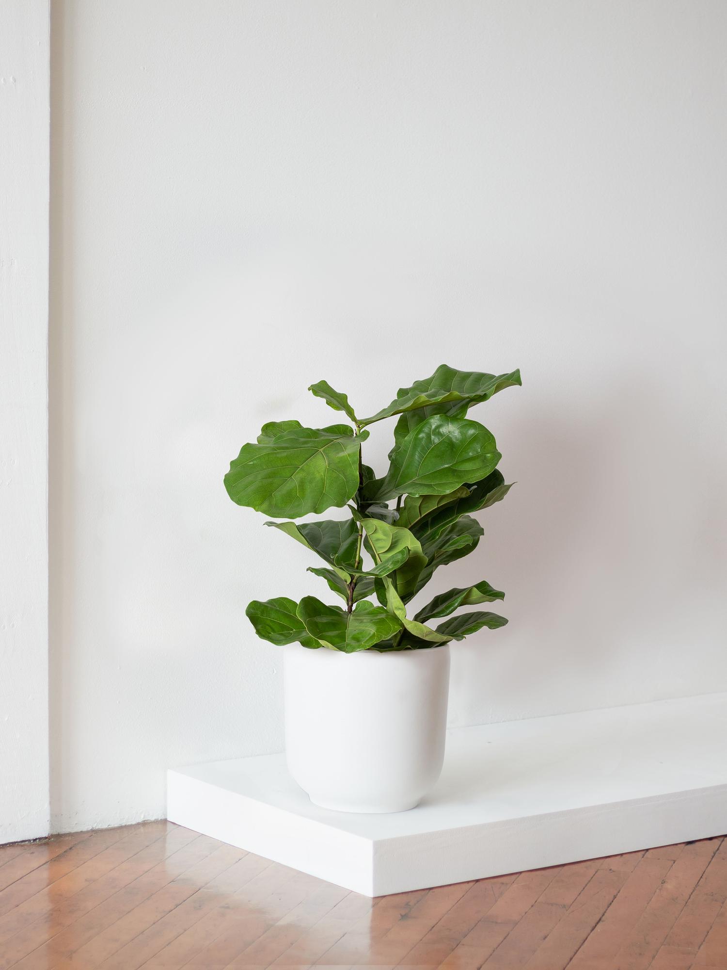 Large Fiddle Leaf Fig Bush, potted plant, shipped by Léon