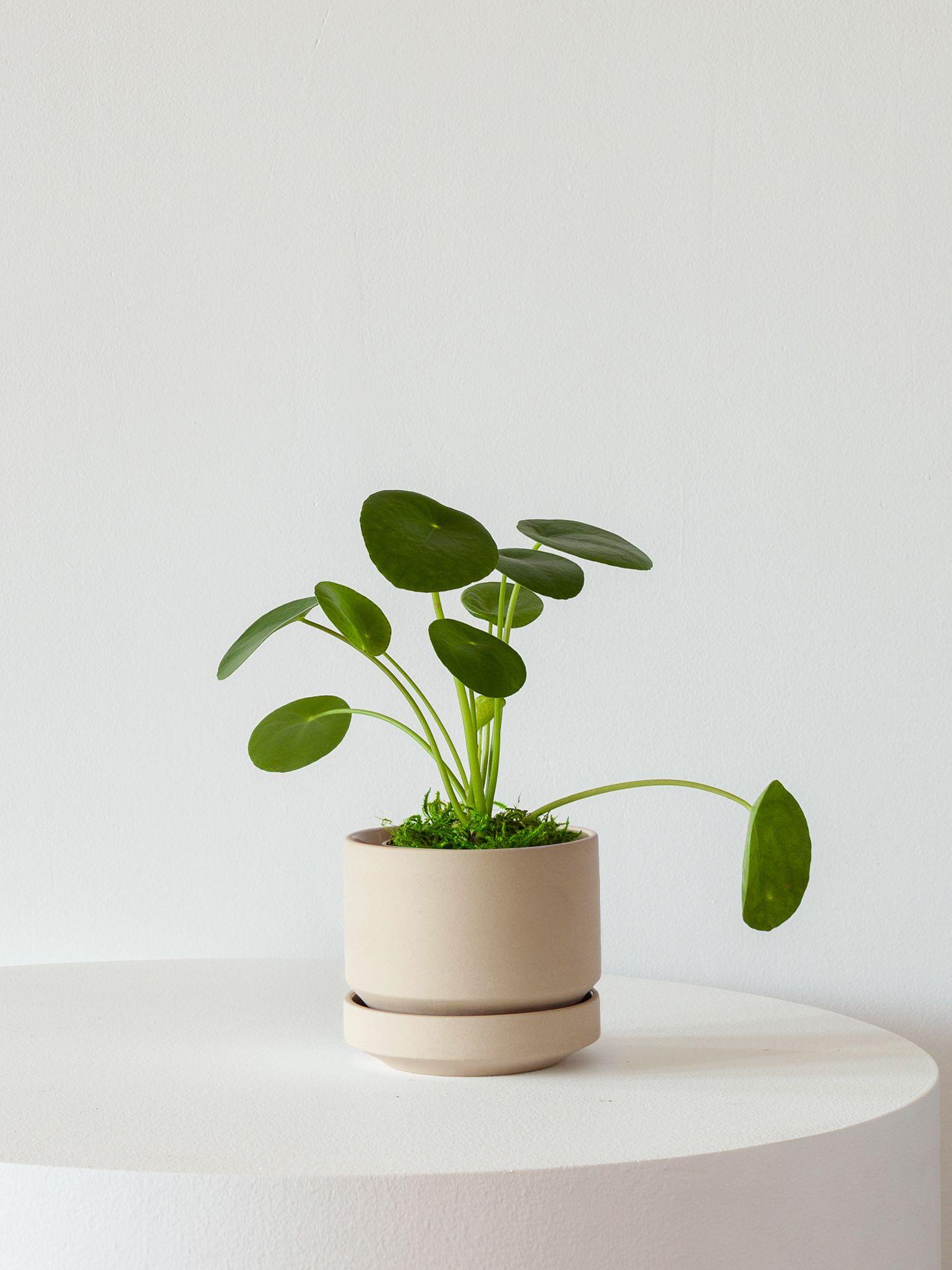 Pilea Peperomioides - Black Ceramic